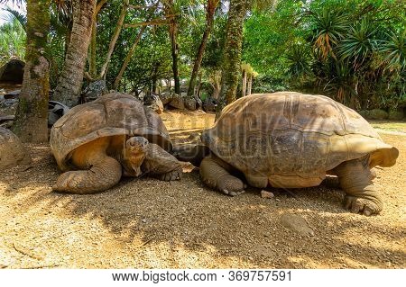 Two Giant Turtels Are Looking At Each Other At Mauritius In A Park.