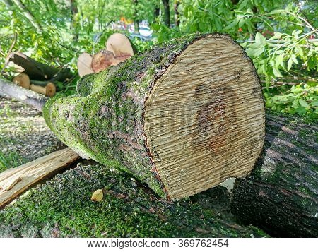 Closeup Saw Cut Tree Trunk. Growth Rings On A Saw Cut Of A Tree Trunk. Logs Of Sawn Trees With Moss 