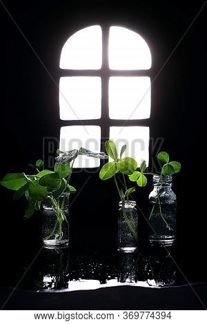 Clover Window And Leaves In Glass Bottles On A Dark Background, Conceptual Still Life, St. Patrick's