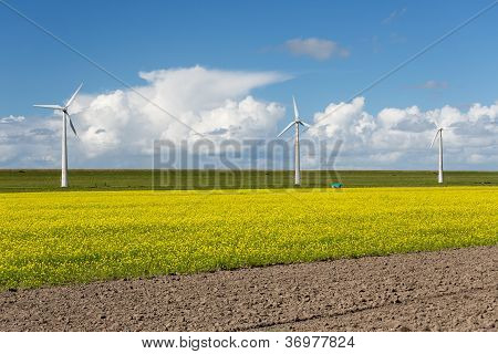 Olandese Windturbines dietro A giallo Coleseed campo