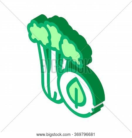 Elery Plant Icon Vector. Isometric Elery Plant Sign. Color Isolated Symbol Illustration