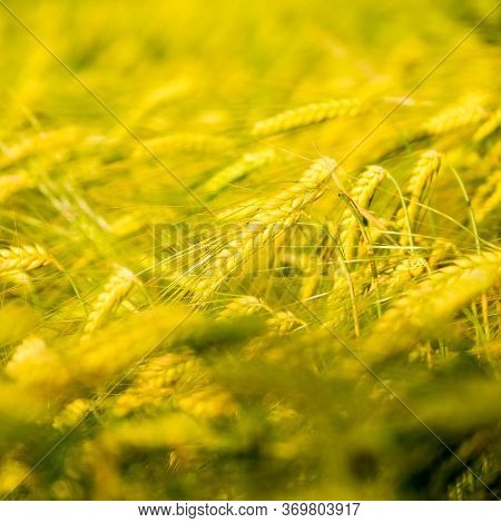 Wheat Fields. Prerequisites For Ripening Ears. Rich Harvest Concept. Label Design