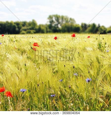 Wheat Fields. Prerequisites For Ripening Ears. Rich Harvest Concept. Label Design