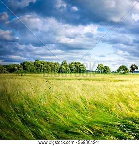 Wheat Fields. Prerequisites For Ripening Ears. Rich Harvest Concept. Label Design