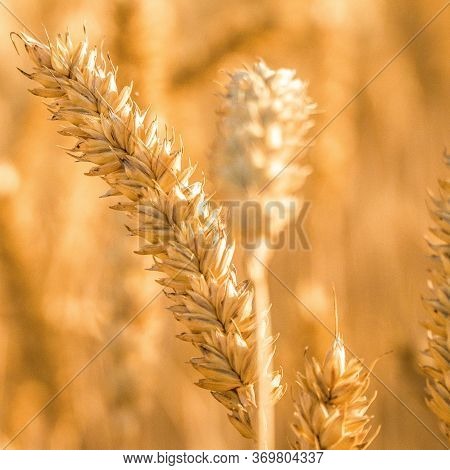 Wheat Fields. Prerequisites For Ripening Ears. Rich Harvest Concept. Label Design