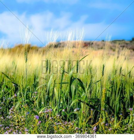 Wheat Fields. Prerequisites For Ripening Ears. Rich Harvest Concept. Label Design