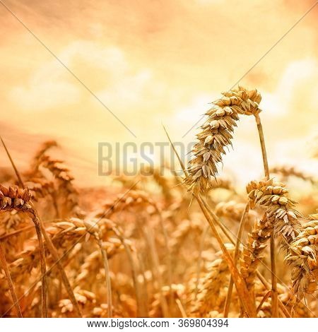 Wheat Fields. Prerequisites For Ripening Ears. Rich Harvest Concept. Label Design