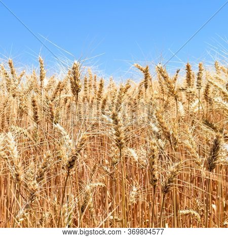Wheat Fields. Prerequisites For Ripening Ears. Rich Harvest Concept. Label Design