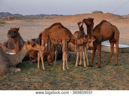 A Group Of Arab Camels In The Barn Saudi Arabia