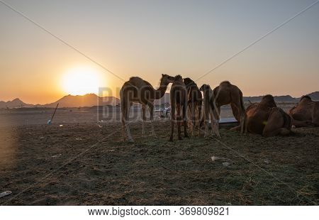 A Group Of Arab Camels In The Barn Saudi Arabia