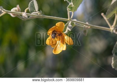Bees Fly Around Flower And Take Nectar And Pollen