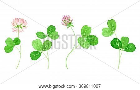 Clover Or Trefoil With Dense Spike Of Purple Flower And Trifoliate Leaves Vector Set