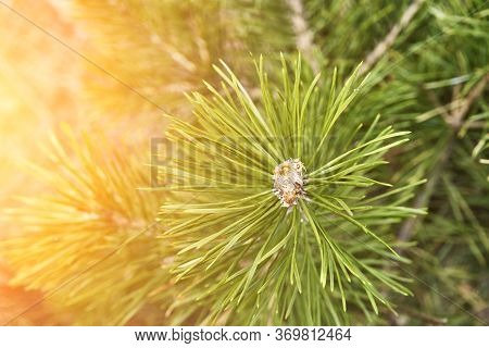 Coniferous Forrest Backlight Natural View Of The Forest