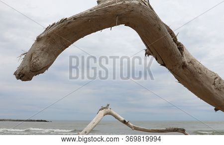 Dried Smoothed Branch Of Tree And Sea On Background