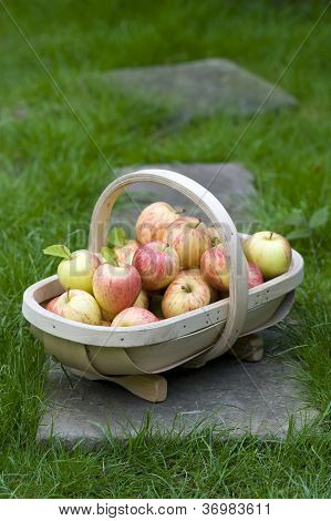 Frische Äpfel In eine hölzerne Trug