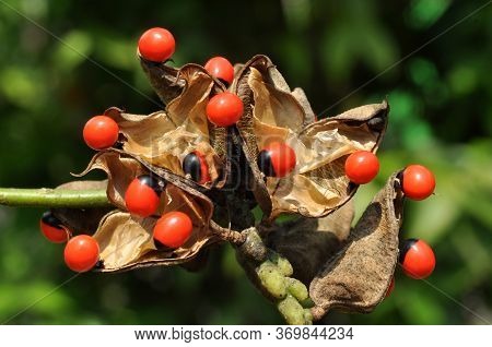 Adenanthera Pavonina, The Red Sandalwood Or Coral Tree Is Cultivated For Forage, As An Ornamental Ga