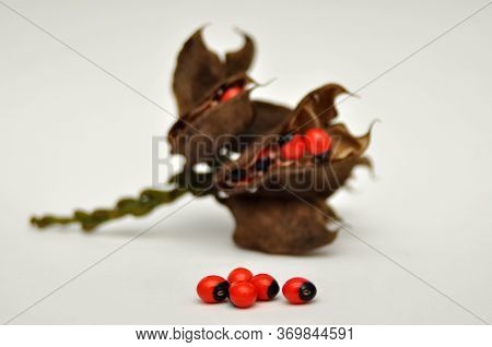 Adenanthera Pavonina, The Red Sandalwood Or Coral Tree Is Cultivated For Forage, As An Ornamental Ga