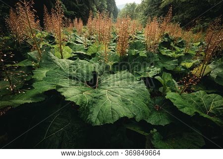 Beautiful Big And Large Leafs Of Burdock After Rain In Nature (forest Meadow). Photo Of Amazing Grea