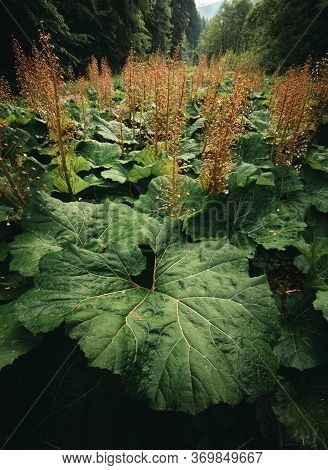 Beautiful Big And Large Leafs Of Burdock After Rain In Nature (forest Meadow). Photo Of Amazing Grea