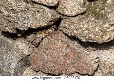 House Sparrow (passer Domesticus) Family Sparrow (passeridae) - Europe. Little Gray Bird Hiding In T