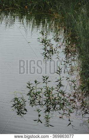 Tropical Landscape, Amazon, Riverside, Tilapia Pools