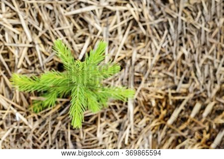 Young Planting Of Spruce. A Spruce Sapling Planted In The Soil, The Ground Is Mulched With Straw. Cl