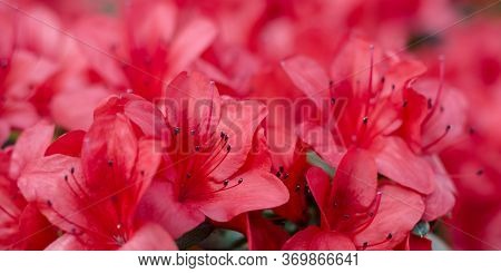 Beautiful Vibrant Azalea Flower Tree Blooming In The Botanical Garden, In Kyiv. Bright Flowers Close