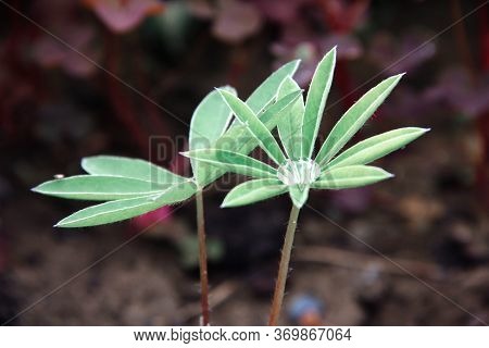 Close-up Of Young Lupine Leaves With A Drop Of Water After Rain. Latin Name: Lupinus Wolfish.