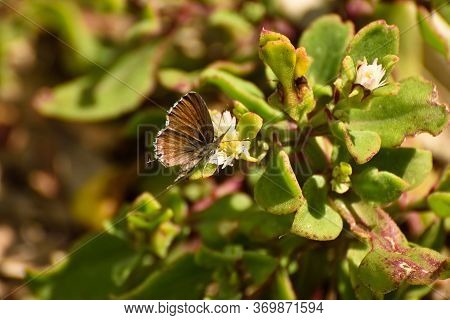 Geranium Bronze Butterfly With Spread Wings (cacyreus Marshalli), Mossel Bay, South Africa