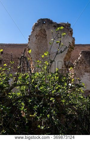 Bush Growing Wild In One Of The Yards Of A Ruin Of An Abandoned House. Damaged Wall In The Backgroun