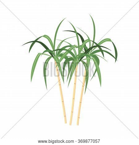 Vector Illustration Of Palm And Cane Sign. Graphic Of Palm And Plant Stock Vector Illustration.