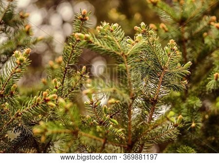 Coniferous Trees Natural Background. Green Forest. Environmental Protection. Evergreens. Beauty Of N