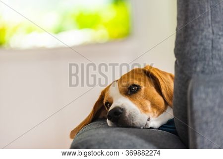 Beagle Dog Tired Sleeps On A Cozy Sofa In Funny Position. Dog Background Theme