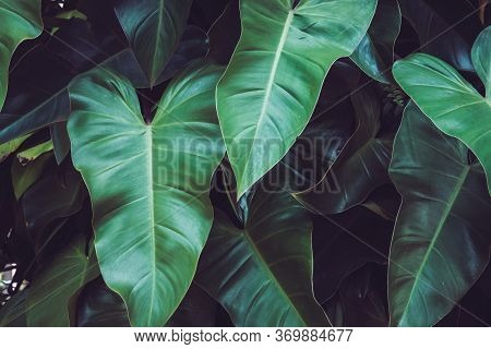 Close-up Syngonium Podophyllum Leaf, Tropical Green Foliage. Beautiful Dark Tone Nature Background.