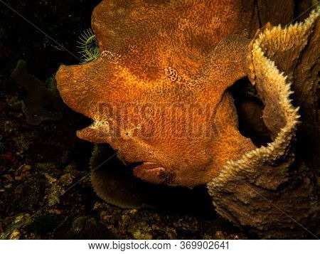 Commerson's Frogfish Or The Giant Frogfish, Antennarius Commerson At A Reef In Puerto Galera, Philip