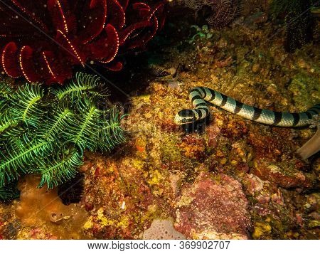Sea Krait In Latin Laticauda At A Healthy Coral Reef In Puerto Galera, Philippines