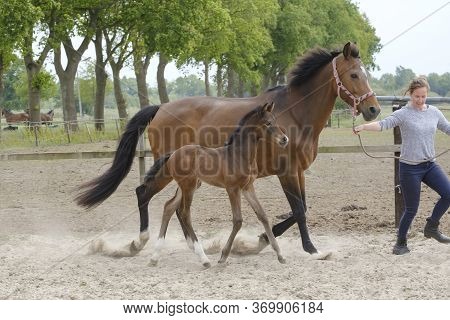 Little Brown Foal, Trosts Next To The Mother, One Week Old, During The Day With A Countryside Landsc