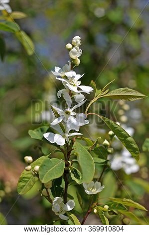 Exochorda Racemosa, Pearlbush Or Common Pearlbush, Is A Species Of Plant In The Rose Family. This Sp