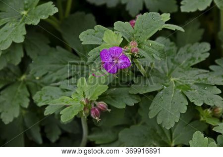 Pink Geranium Macrorosium Or Cranesbill Flower And Buds On A Background Of Green Leaves In The Garde