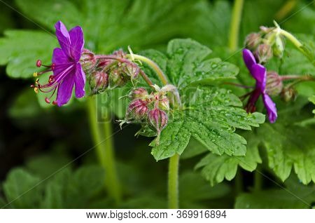 Pink Geranium Macrorosium Or Cranesbill Flower And Buds On A Background Of Green Leaves In The Garde