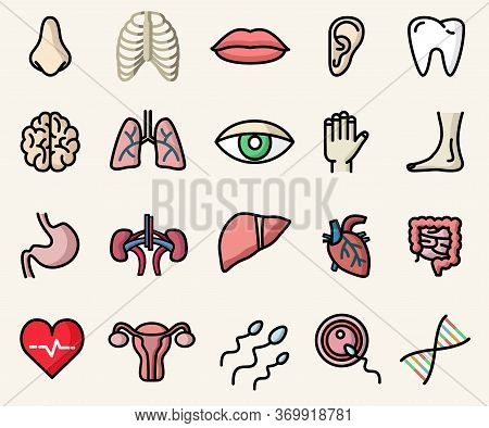 Colorful Icons Of Anatomy And Human Body Parts.  Vector Isolated Illustrations Set