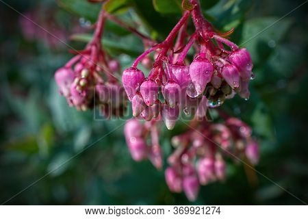 Pink Flowers Of The Manzanita, Arctostaphylos Manzanita,  In Nature In California