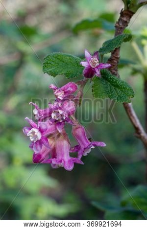 Pink Flowers Of Chaparral Currant, Ribes Malvaceum, In Nature In California