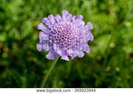 Closeup, Top View Of A Sreading Scabius (scabiosa Columbaria) Flower At An Arboretum In California, 