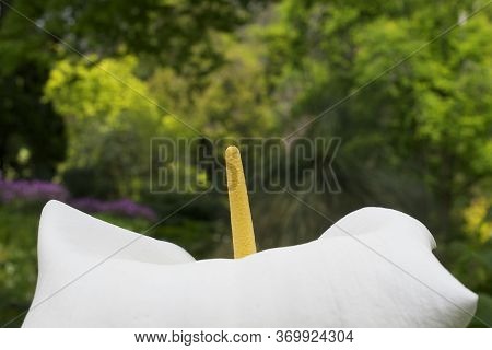 Selective Focus On The Spadix Of A Calla Lilly In Nature, Showing A Portion Of The Spathe