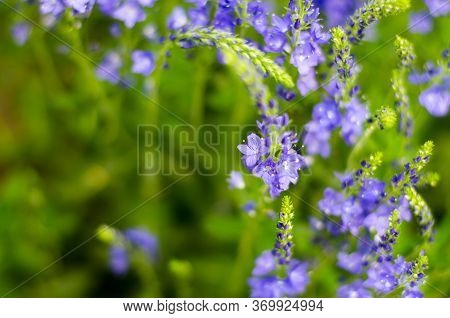 Veronica Flower. Beautiful Little Purple Flower Close-up. Selective Focus. Place For Your Text.