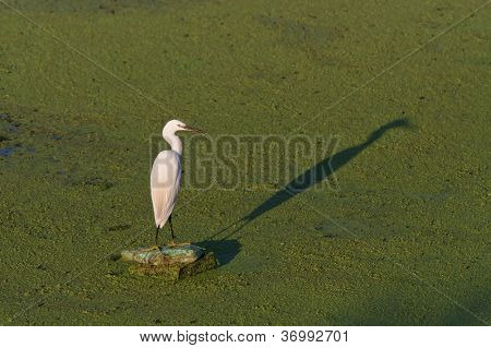 Lille hejre (egretta Garzetta)