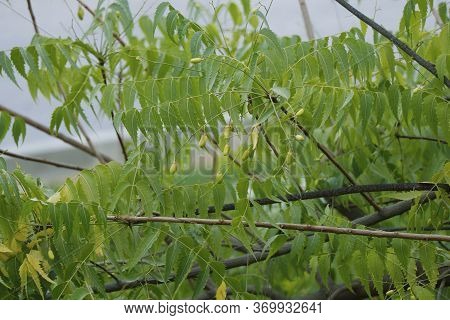 Azadirachta Indica, Commonly Known As Neem, Nimtree Or Indian Lilac