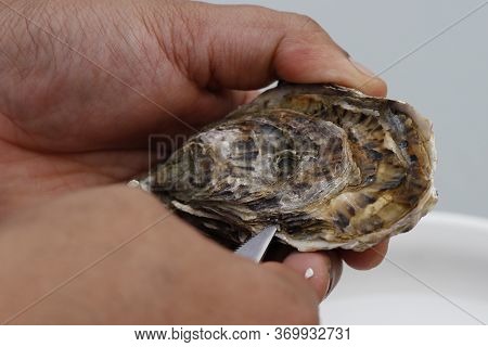 Fresh Oyster Shucking With Bare Hands, Live Shellfish