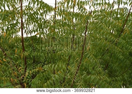 Azadirachta Indica, Commonly Known As Neem, Nimtree Or Indian Lilac
